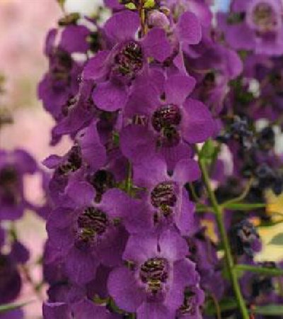 Summer Snapdragon Archangel™ Dark Purple